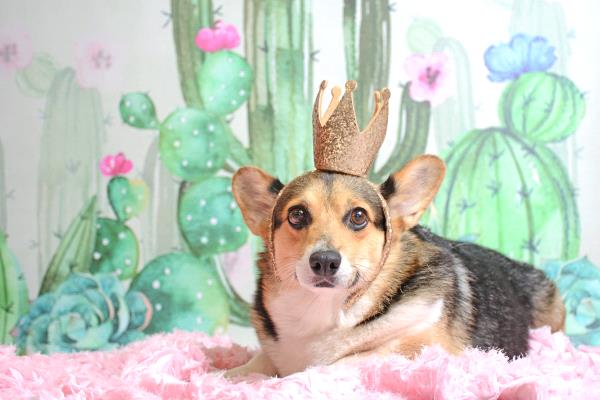 /Images/uploads/Four Footed Friends/FourFootedFriends/entries/18390thumb.jpg